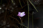 Eastern purple bladderwort